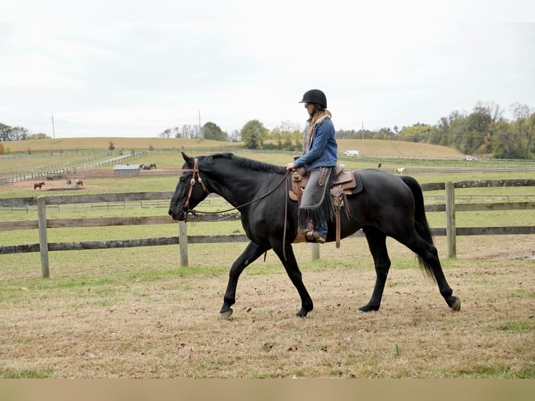 Percheron Mix Gelding 7 years 17,1 hh Black in Tuscarora