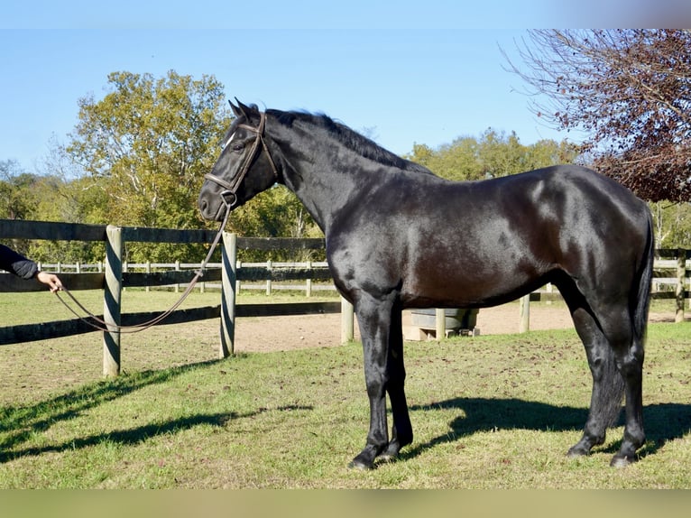 Percheron Mix Gelding 7 years 17,1 hh Black in Tuscarora