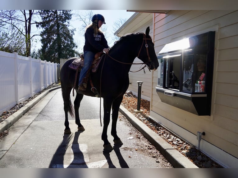 Percheron Mix Gelding 7 years 17,1 hh Black in Tuscarora