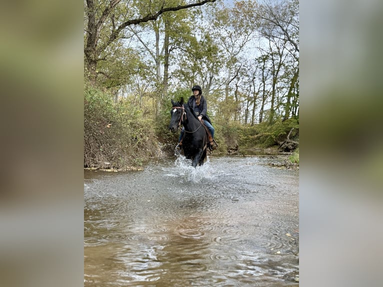 Percheron Mix Gelding 7 years 17,1 hh Black in Tuscarora