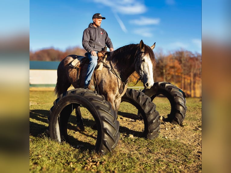 Percheron Gelding 7 years 17,3 hh Grey in Warsaw NY