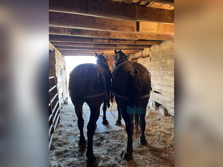 Percheron Gelding 7 years 18 hh Black in Hazen, ND
