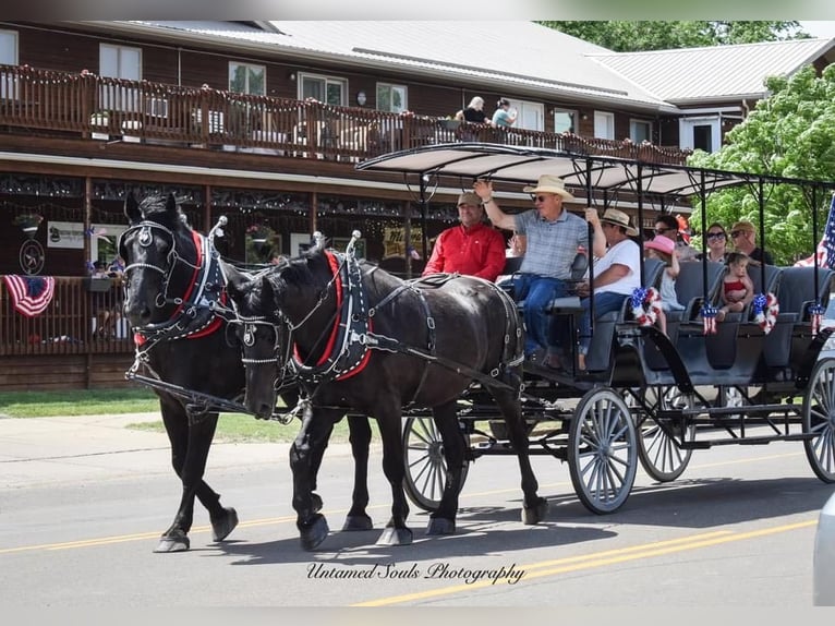 Percheron Gelding 7 years 18 hh Black in Hazen, ND