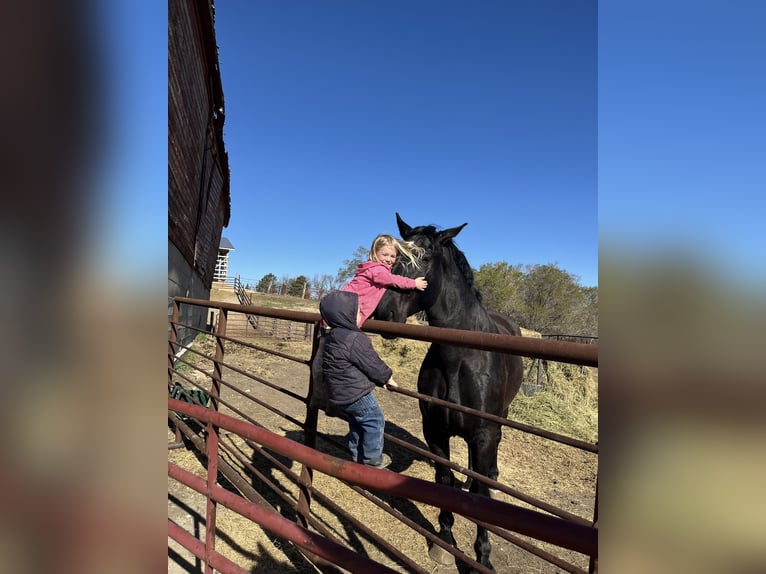 Percheron Gelding 7 years 18 hh Black in Hazen, ND