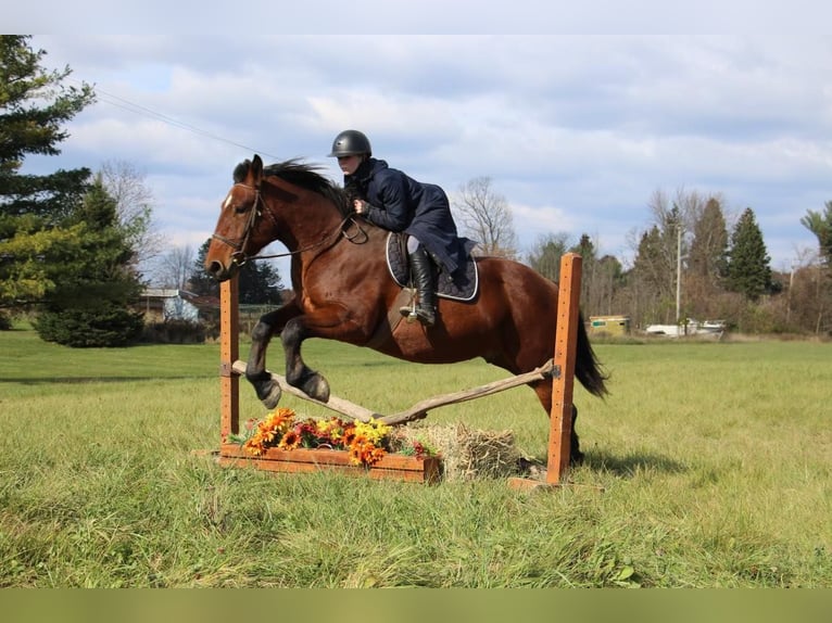 Percheron Gelding 7 years Bay in Howell, MI