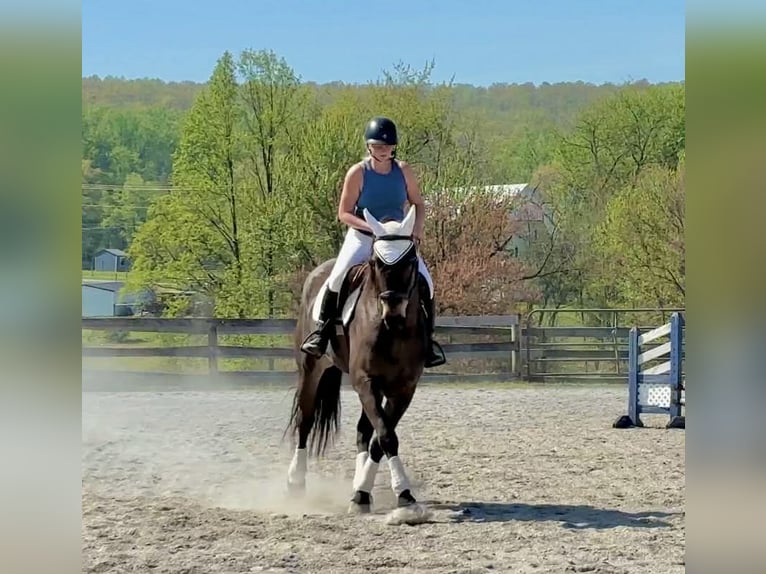 Percheron Mix Gelding 7 years Bay in New Holland