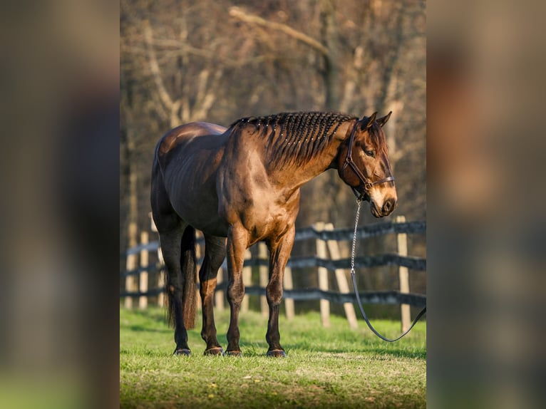 Percheron Mix Gelding 7 years Bay in New Holland