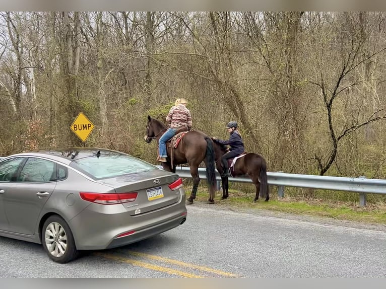 Percheron Mix Gelding 7 years Bay in New Holland