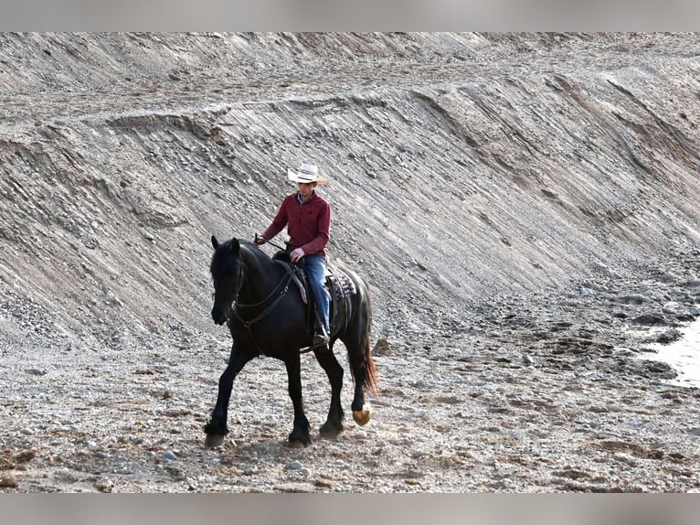 Percheron Gelding 7 years Black in Sturgis, KY