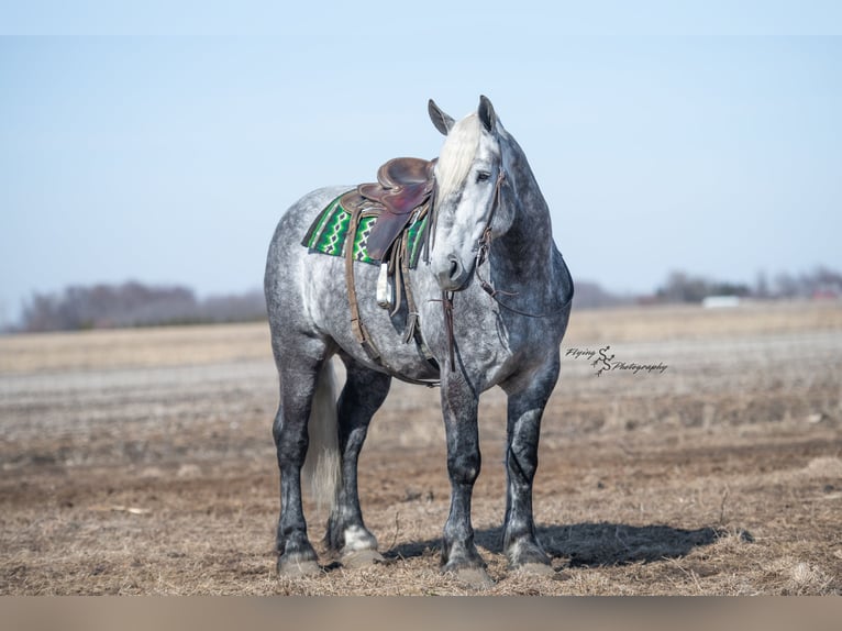 Percheron Gelding 7 years Grey-Dapple in Fairbank IA