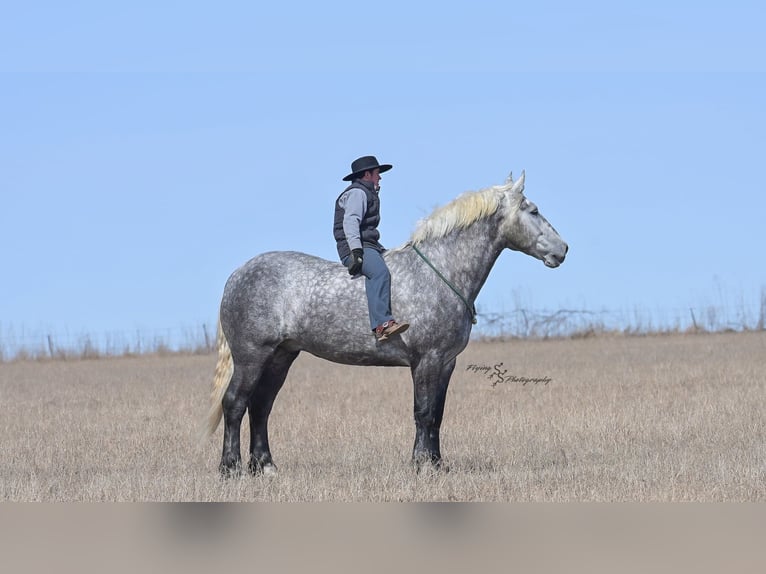 Percheron Gelding 7 years Grey-Dapple in Fairbank IA
