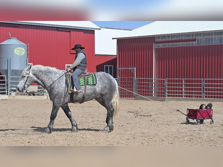 Percheron Gelding 7 years Grey-Dapple in Fairbank IA