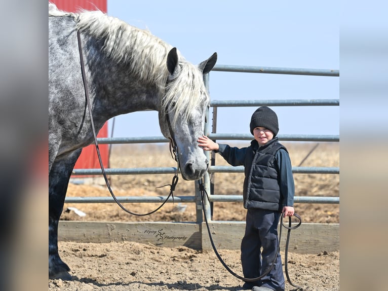 Percheron Gelding 7 years Grey-Dapple in Fairbank IA