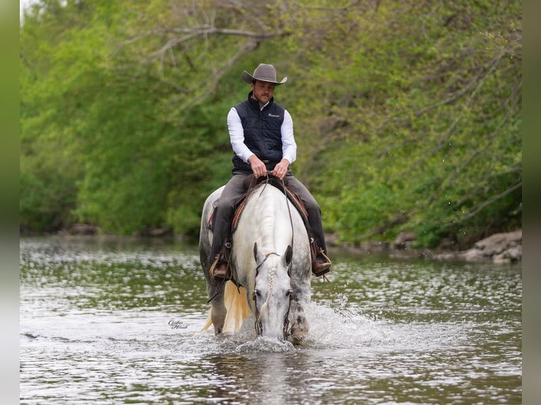 Percheron Mix Gelding 7 years Grey-Dapple in Independence, IA