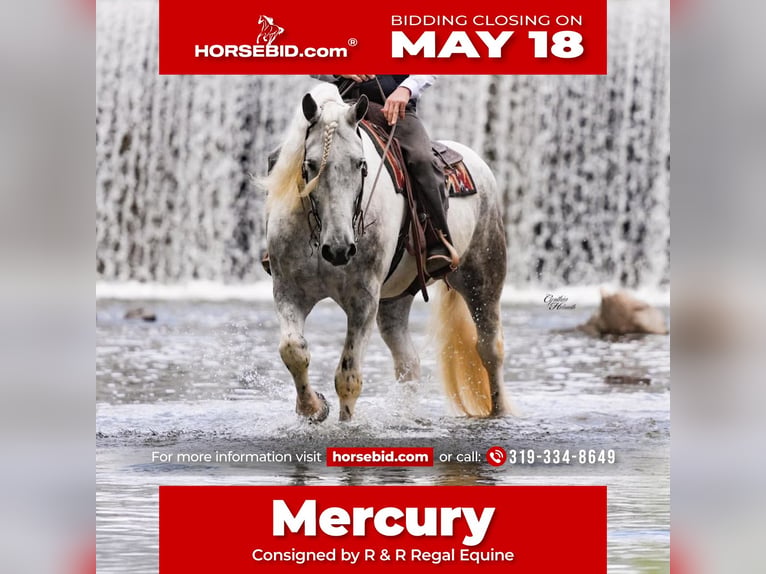 Percheron Mix Gelding 7 years Grey-Dapple in Independence, IA