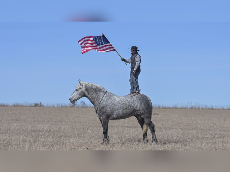 Percheron Gelding 7 years Grey in Fairbank IA