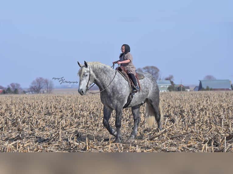 Percheron Gelding 7 years Grey in Fairbank IA