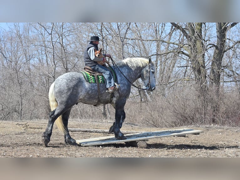 Percheron Gelding 7 years Grey in Fairbank IA