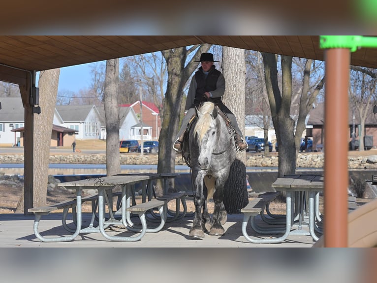 Percheron Gelding 7 years Grey in Fairbank IA