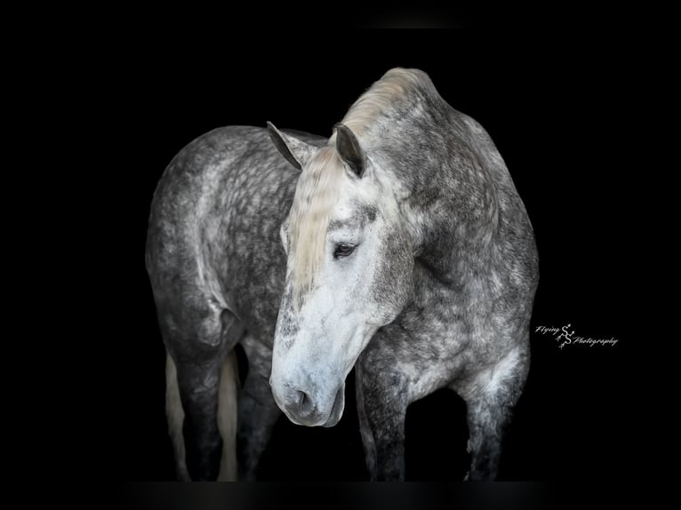 Percheron Gelding 7 years Grey in Fairbank IA