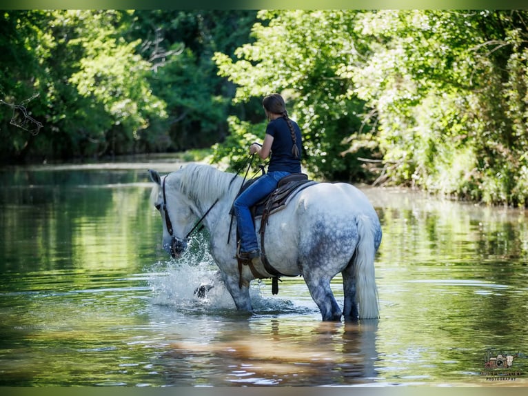 Percheron Gelding 7 years Grey in Auburn