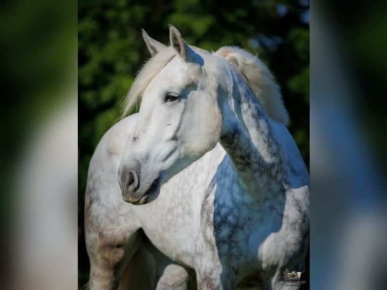 Percheron Gelding 7 years Grey in Auburn
