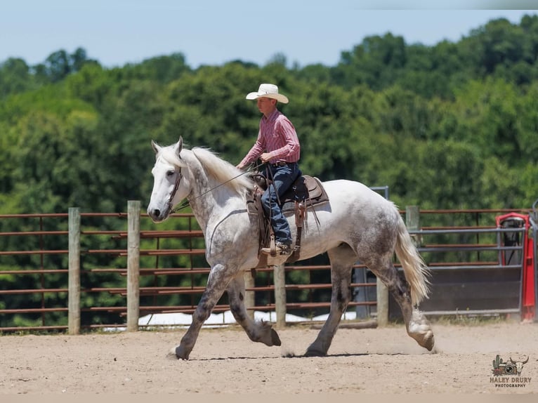 Percheron Gelding 7 years Grey in Auburn