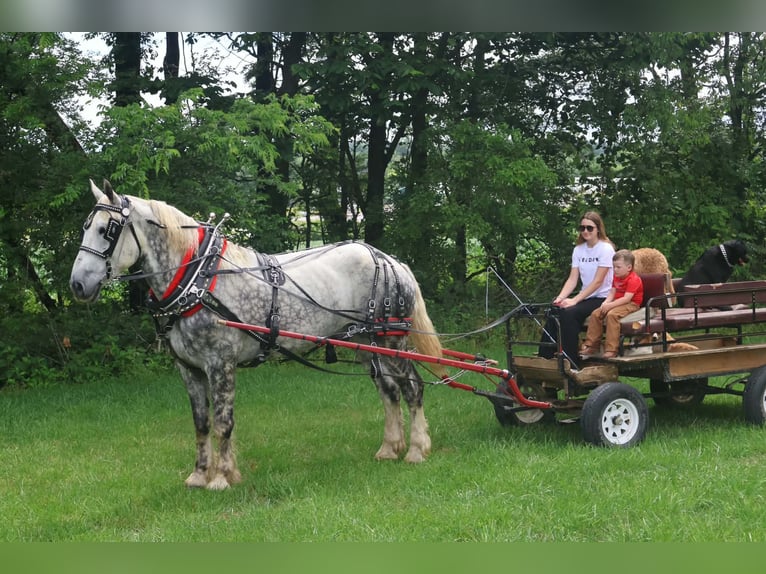 Percheron Gelding 7 years Grey in Auburn