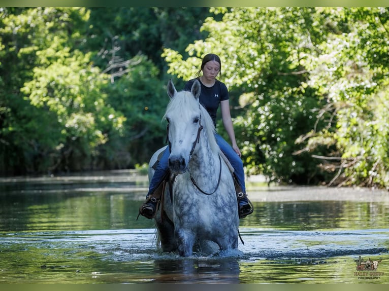Percheron Gelding 7 years Grey in Auburn
