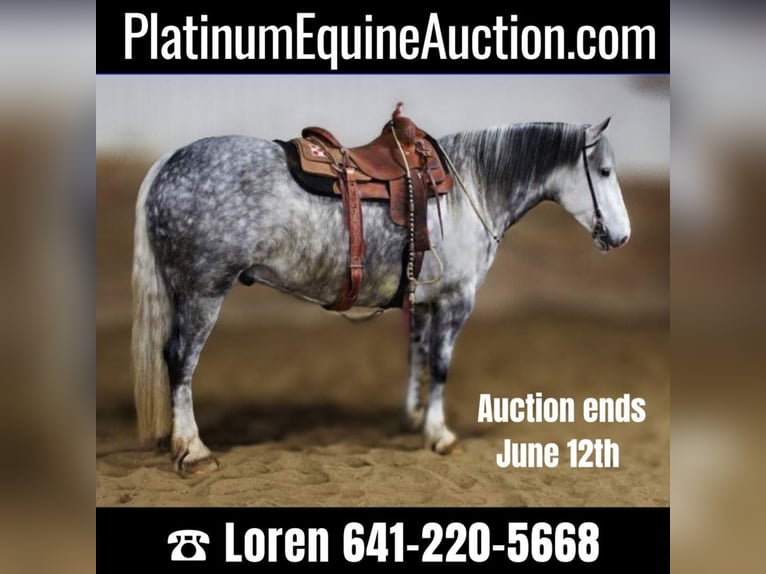 Percheron Gelding 8 years 15,2 hh Gray-Dapple in Floyd IA