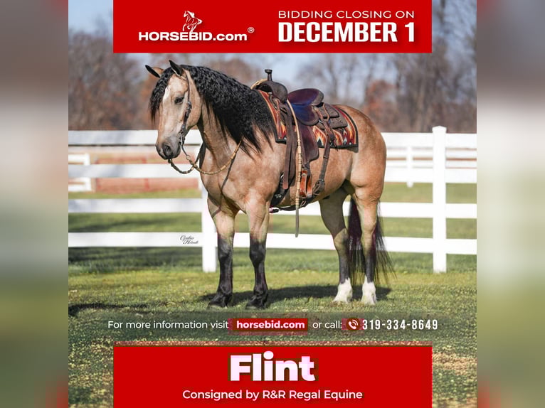 Percheron Mix Gelding 8 years 15,3 hh Buckskin in Independence