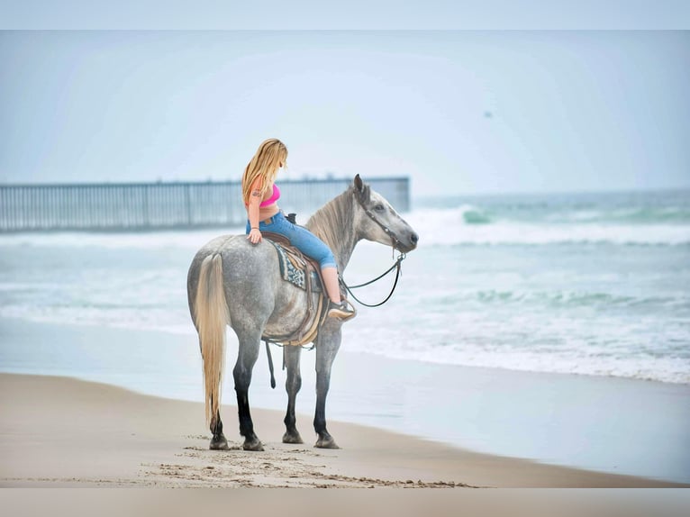 Percheron Gelding 8 years 15,3 hh Gray-Dapple in Joshua TX