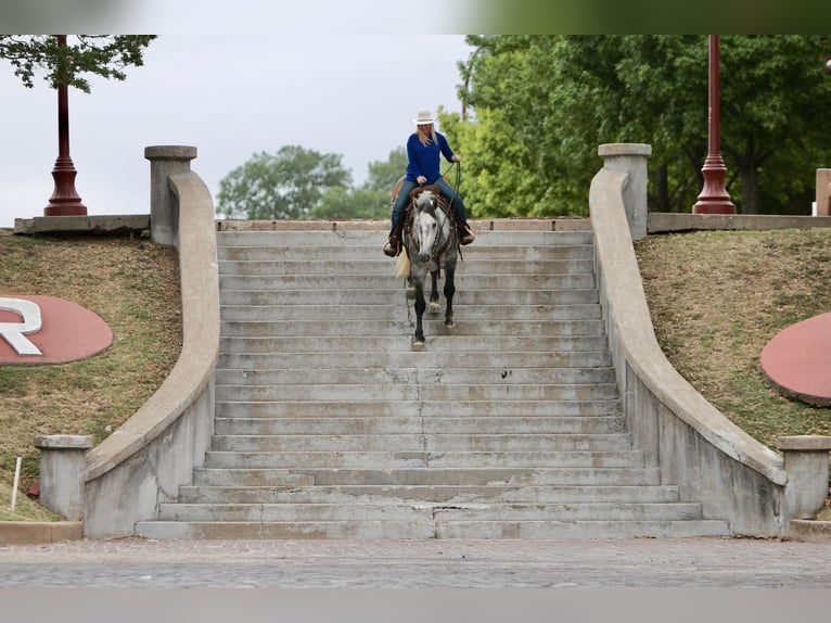 Percheron Gelding 8 years 15,3 hh Gray-Dapple in Joshua TX