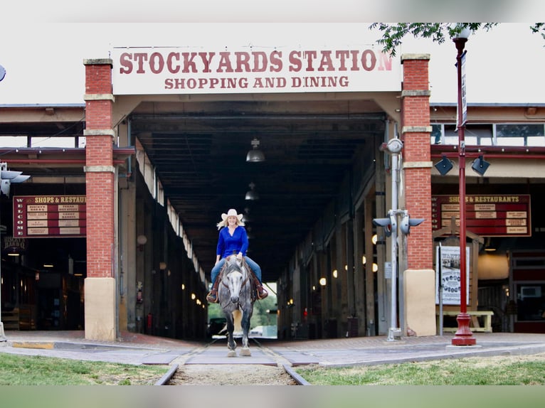 Percheron Gelding 8 years 15,3 hh Gray-Dapple in Joshua TX