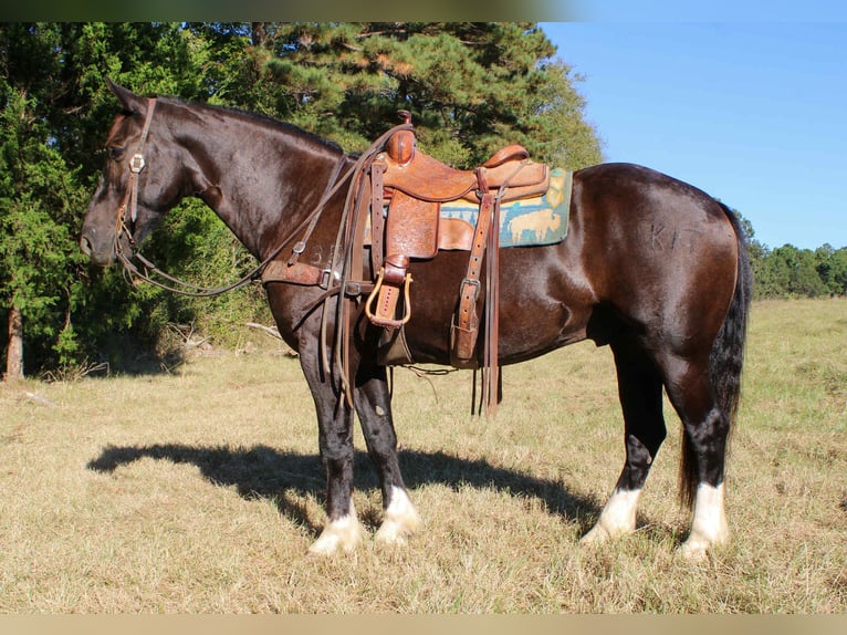 Percheron Gelding 8 years 15,1 hh Black in Rusk TX