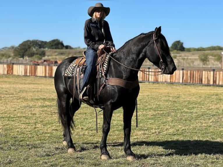 Percheron Gelding 8 years 16,1 hh Black in Jacksboro, TX