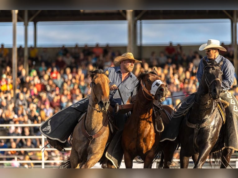 Percheron Mix Gelding 8 years 16,2 hh in Nevis, MN