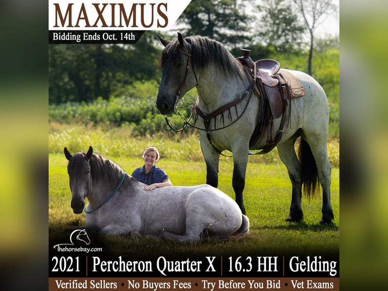 Percheron Mix Gelding 8 years 16.2 hh Roan-Blue in Harrison, AR