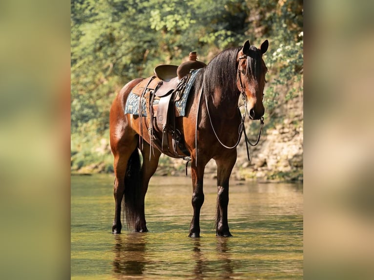 Percheron Gelding 8 years 16 hh Bay in Cornersville IN