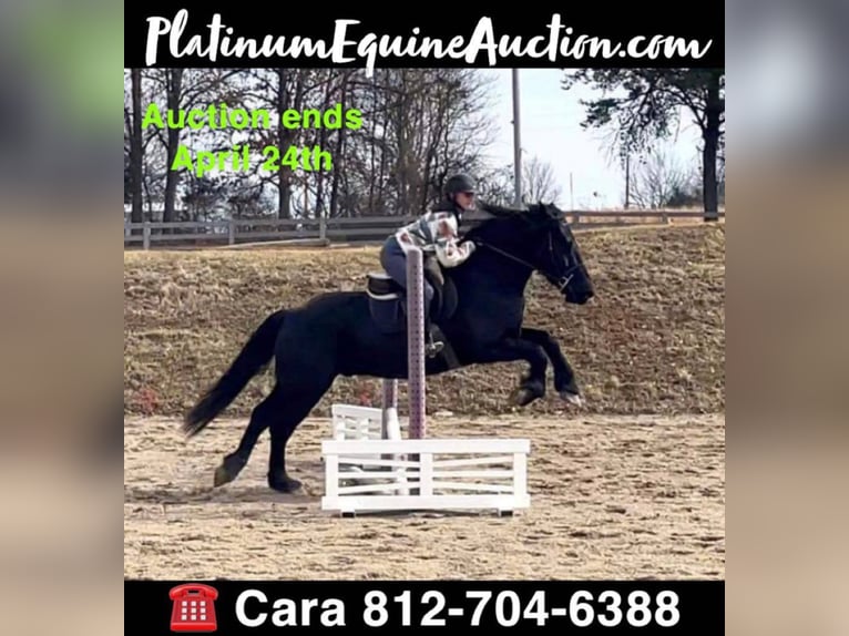 Percheron Gelding 8 years 16 hh Black in Borden IN