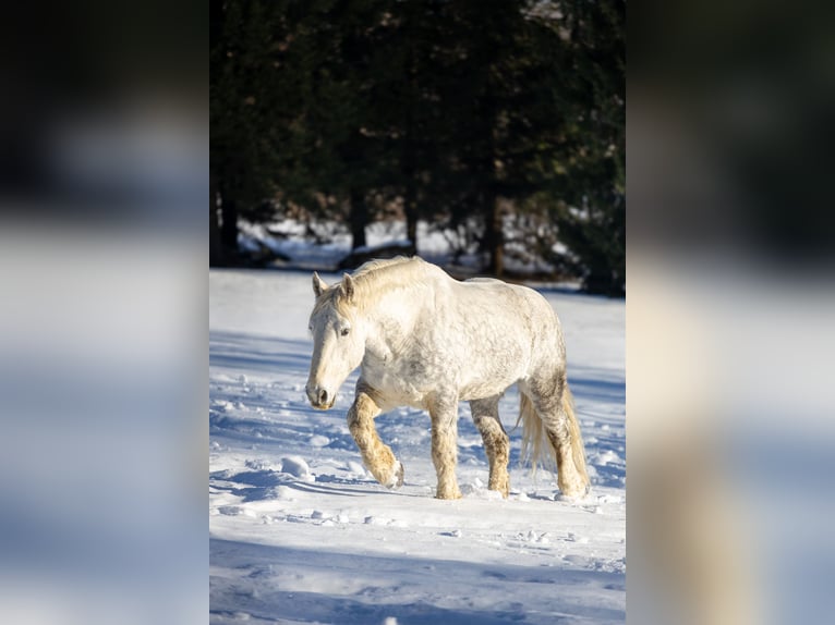 Percheron Gelding 8 years 17.1 hh Grey in Spiegelau