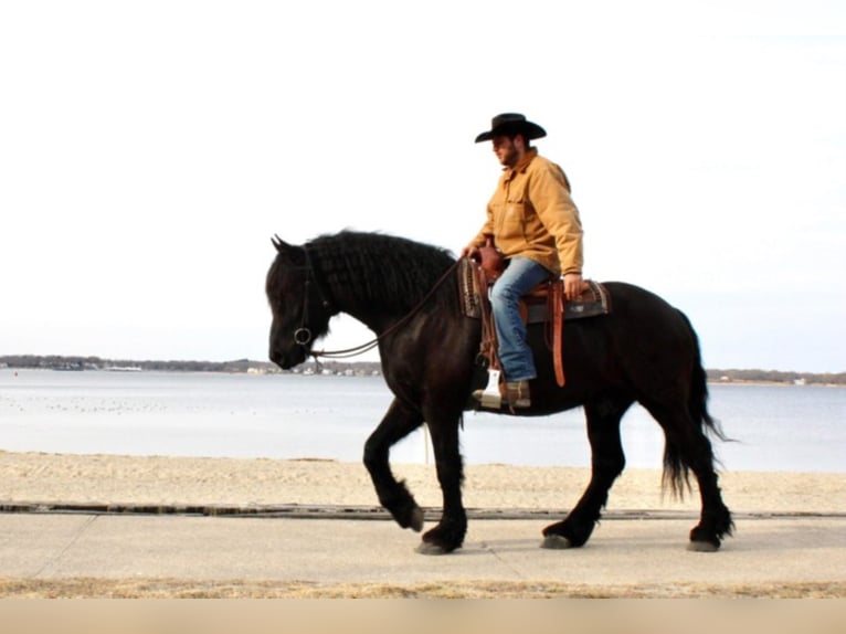 Percheron Gelding 8 years 17 hh Black in Carolina RI