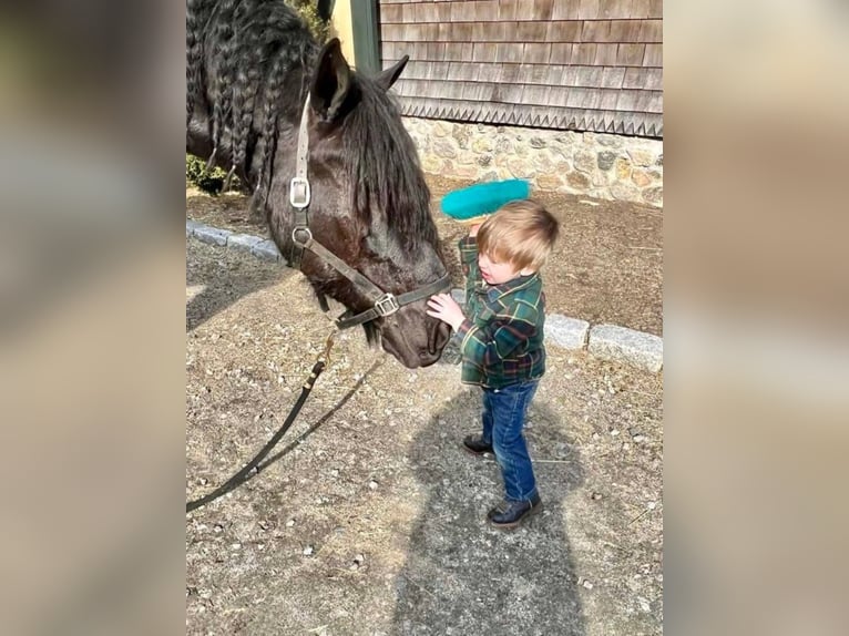 Percheron Gelding 8 years 17 hh Black in Carolina RI