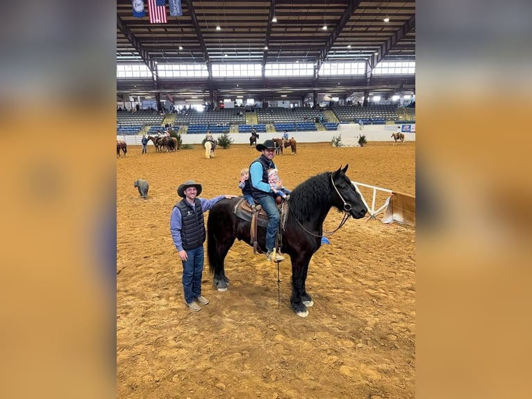 Percheron Gelding 8 years 17 hh Black in Carolina RI