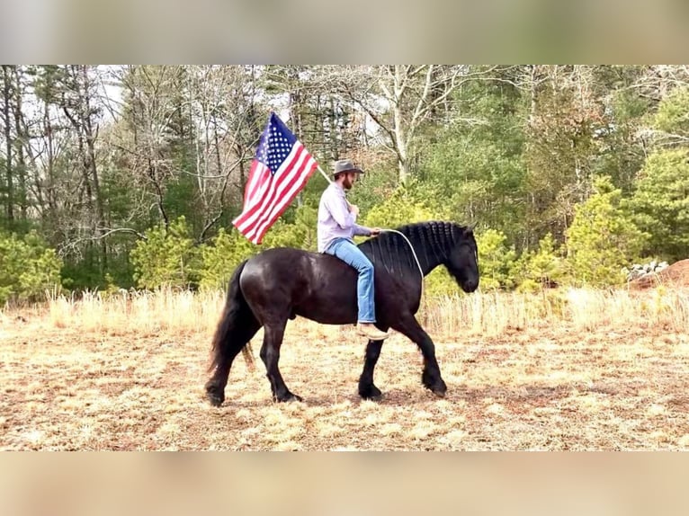 Percheron Gelding 8 years 17 hh Black in Carolina RI