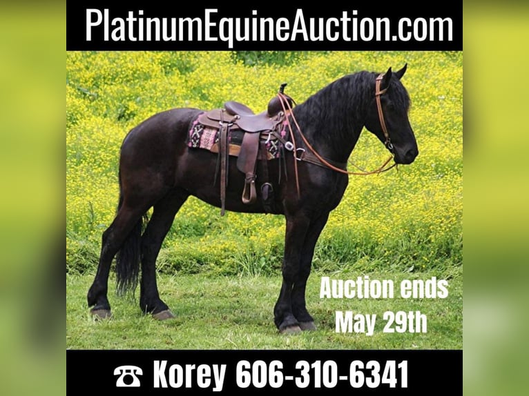 Percheron Gelding 8 years 17 hh Black in Whitley City KY