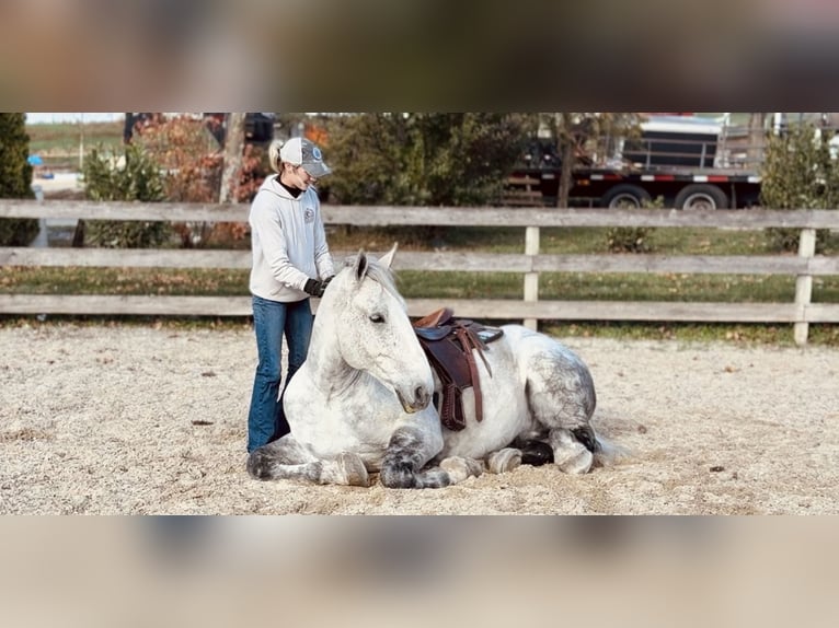 Percheron Mix Gelding 8 years 17 hh Grey in Gap