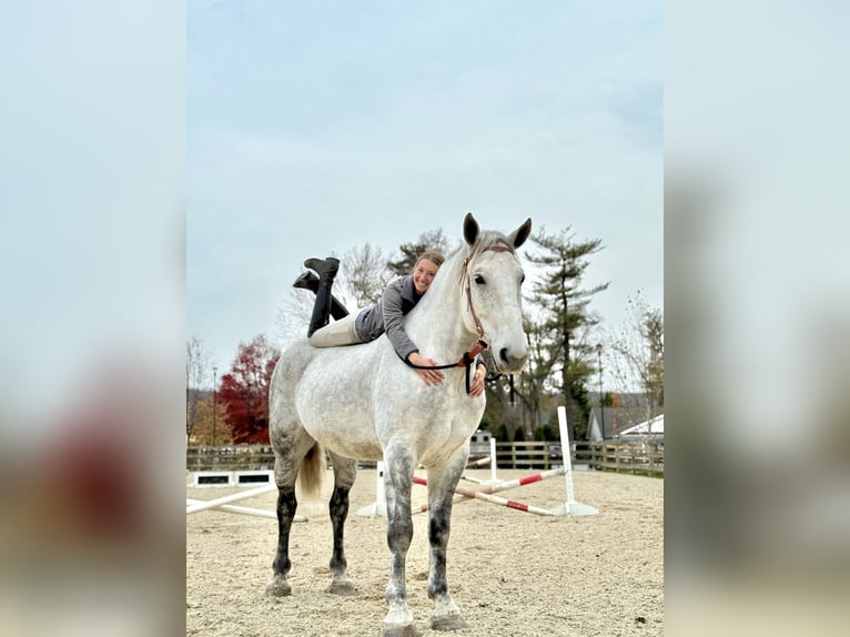 Percheron Mix Gelding 8 years 17 hh Grey in Gap