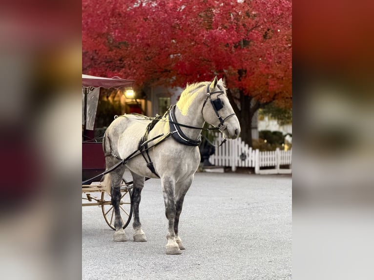 Percheron Mix Gelding 8 years 17 hh Grey in Gap