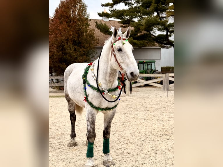 Percheron Mix Gelding 8 years 17 hh Grey in Gap
